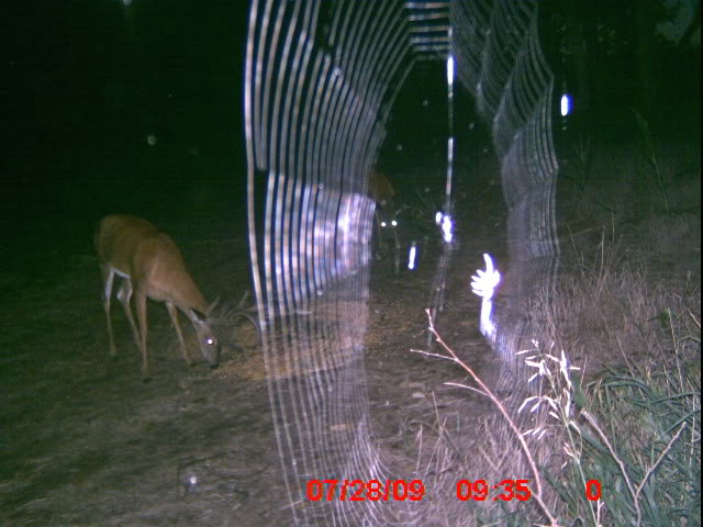 Good deer pics..... ICAM0052