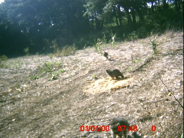 A funny trail cam pic ICAM0084