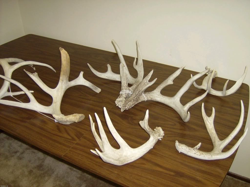 Sheds found around Rack n Feather and MRA Territory Sheds