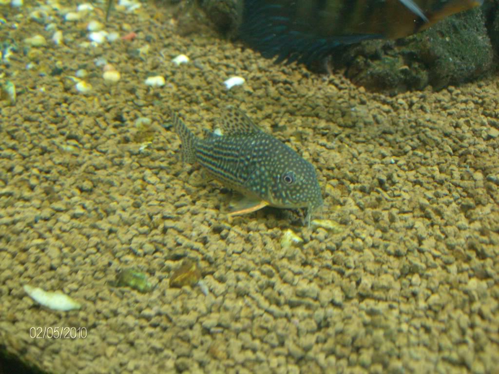 Fotografias de corydoras - Fotogaleria - Página 2 HPIM2186