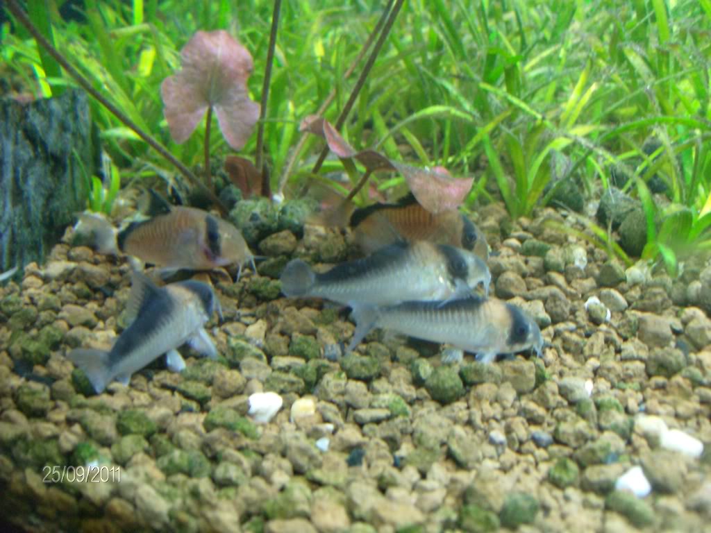 Fotografias de corydoras - Fotogaleria - Página 2 HPIM2801