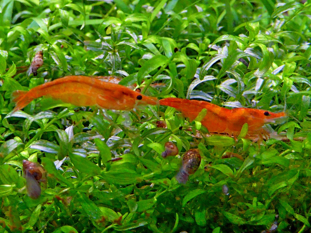 ACUARIO SIN FILTRO SIN CALENTADOR P1000381_zpsknesl3nf