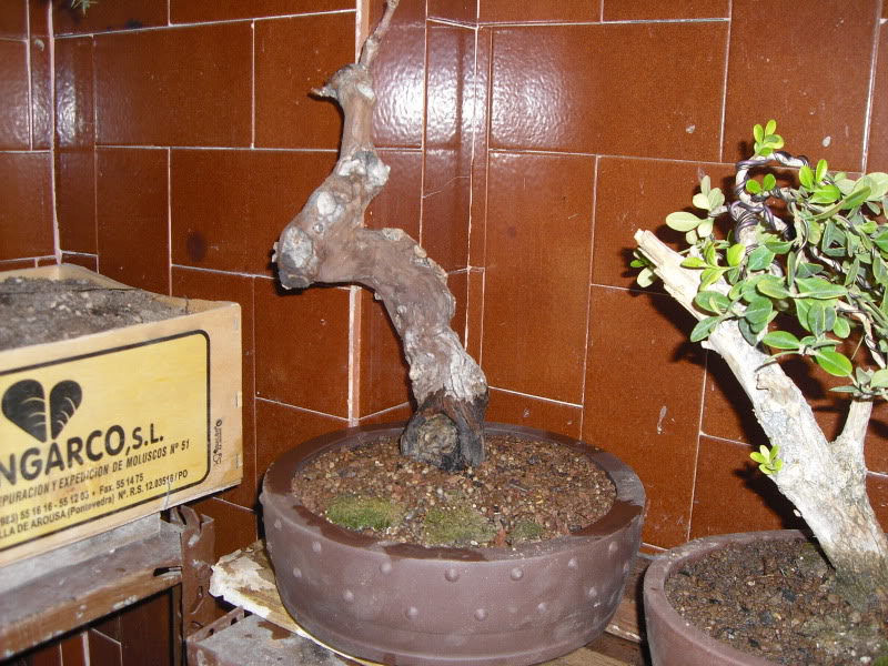 Vid bonsai IMG_1613