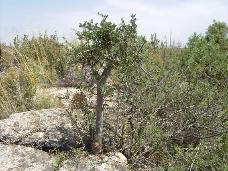 olivo creciendo en roca