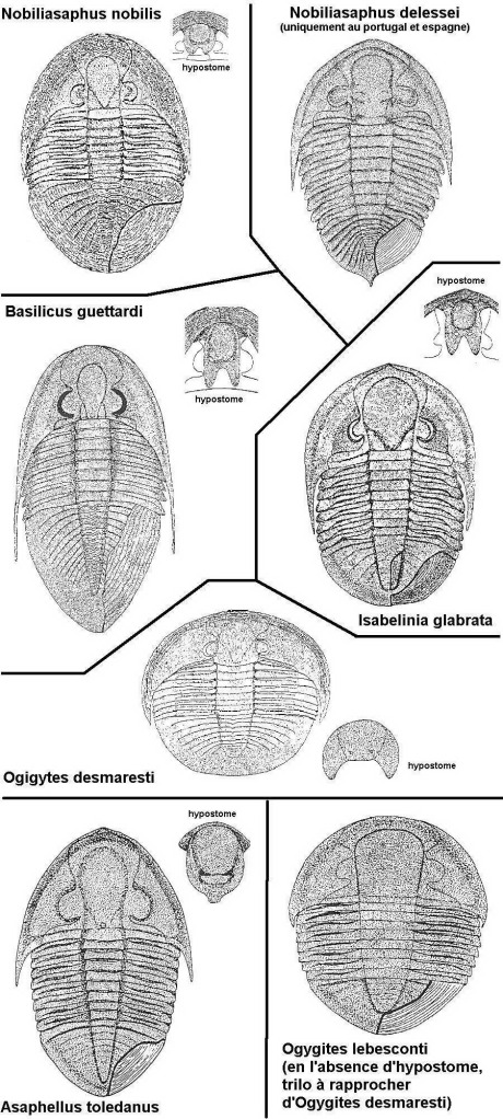 Posible hipostoma? 001-Asaphidae-fr