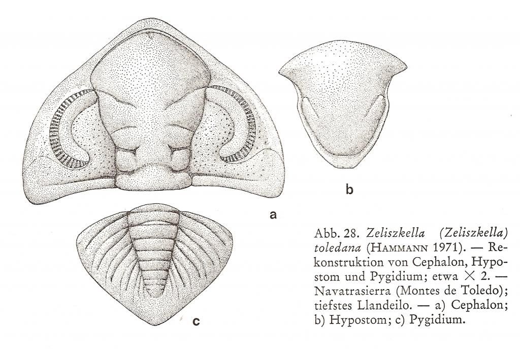 Zeliszkella toledana Hammann 1971 012-1_zps46aa47b9