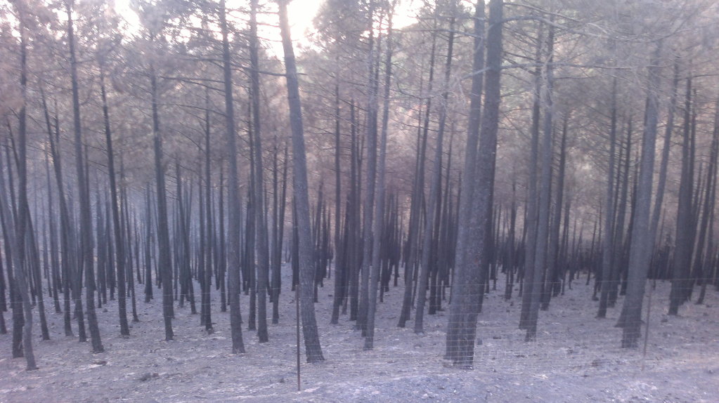 Incendio en Cabañeros. Navas de Estena 25082012380