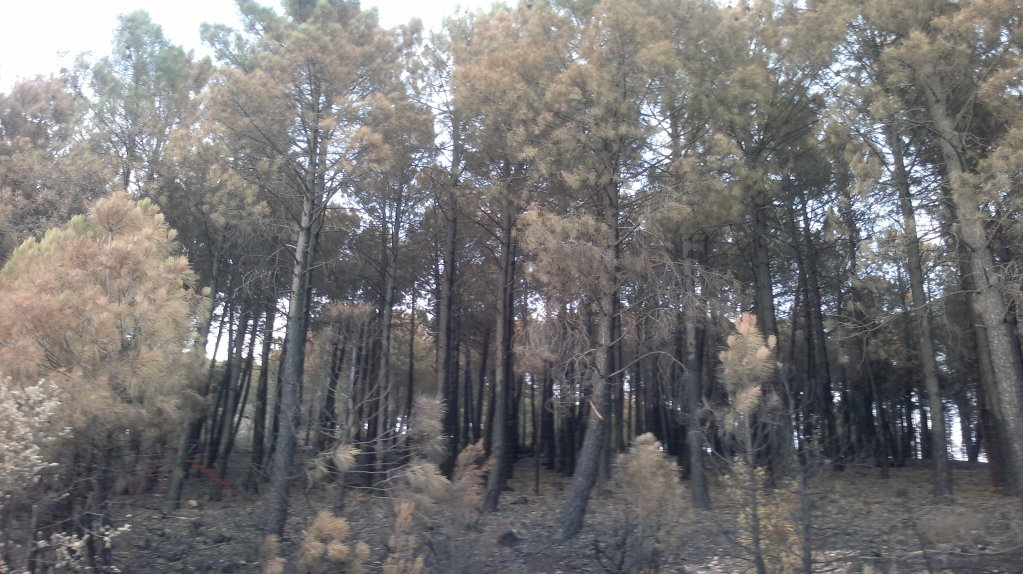 Incendio en Cabañeros. Navas de Estena 25082012383