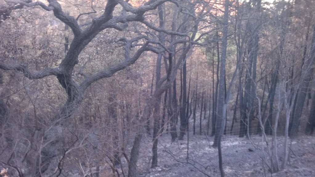 Incendio en Cabañeros. Navas de Estena 25082012384