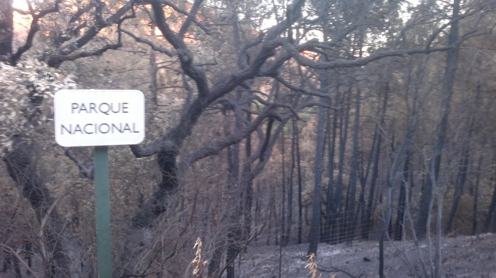 Incendio en Cabañeros. Navas de Estena 25082012385