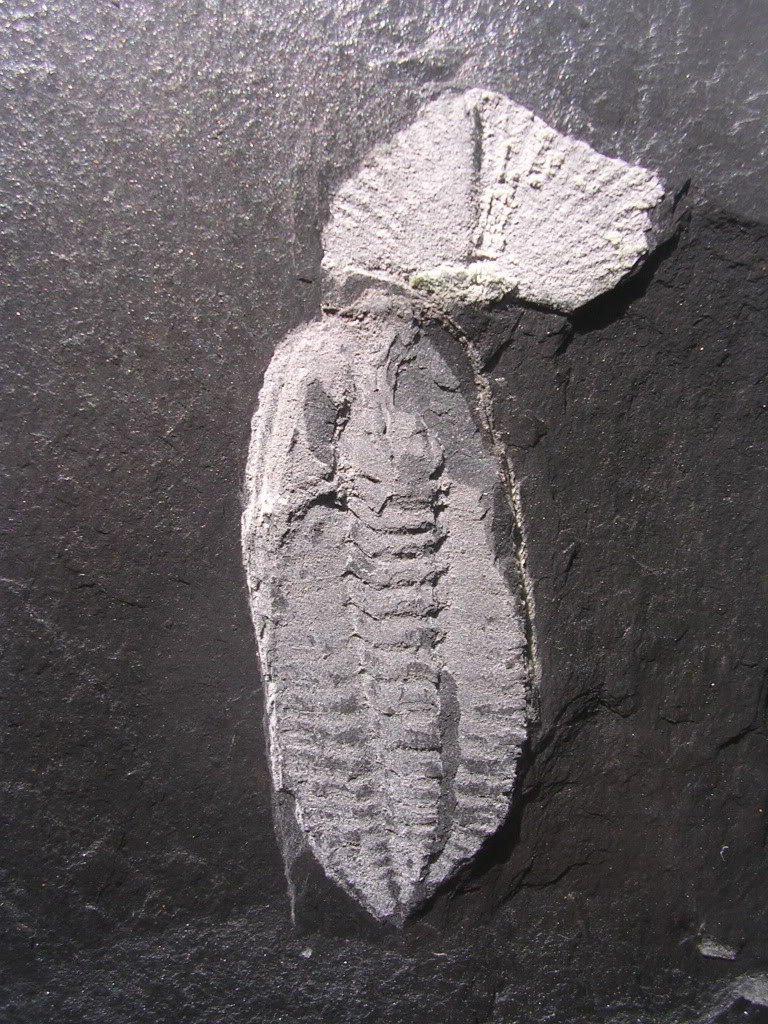 Bathycheilus castilianus DSCN4219