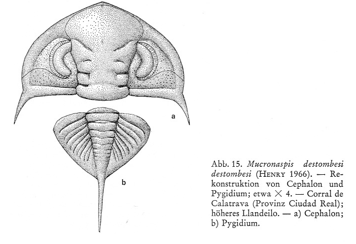 Zeliszkella toledana Hammann 1971 Diagnose2_zps97f66622