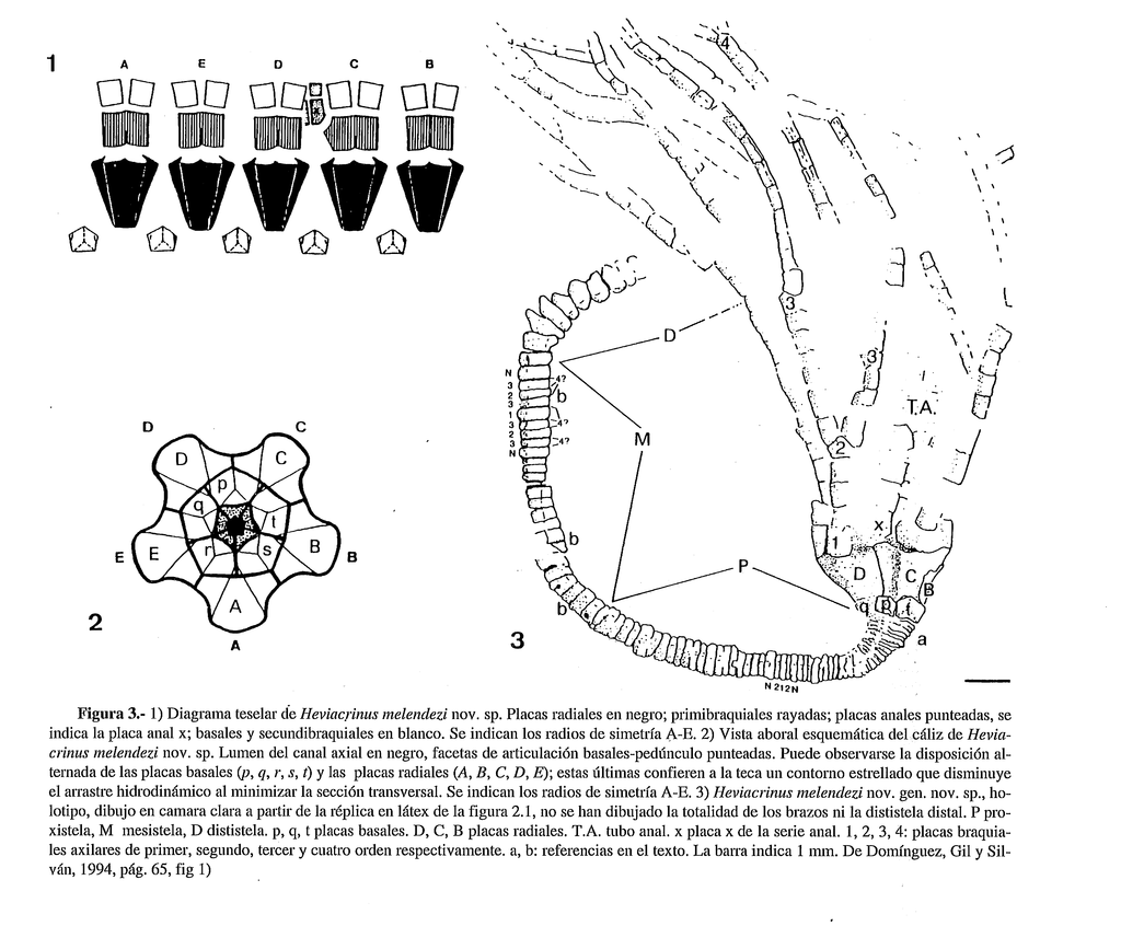 Crinoideo ? Heviacrinus%20melendezi_zpsrhsgfyor