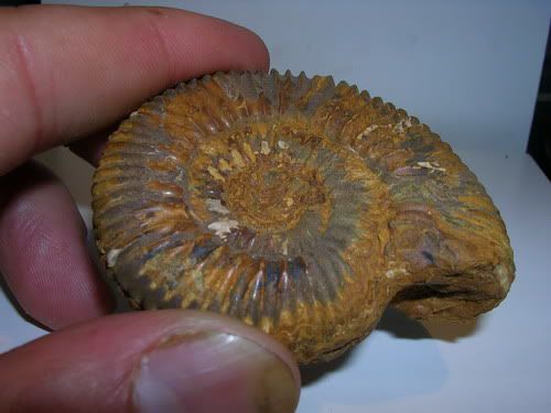 clasificacion ammonites II Reineckeia3