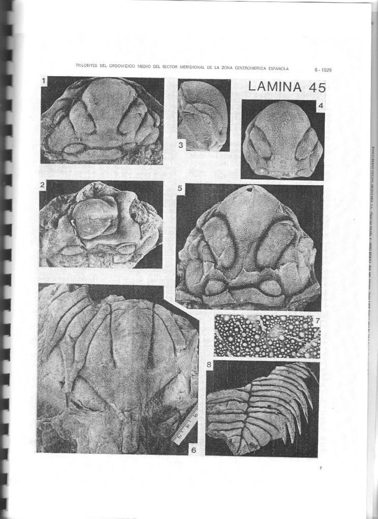 Uralichas sp. Uralichas1