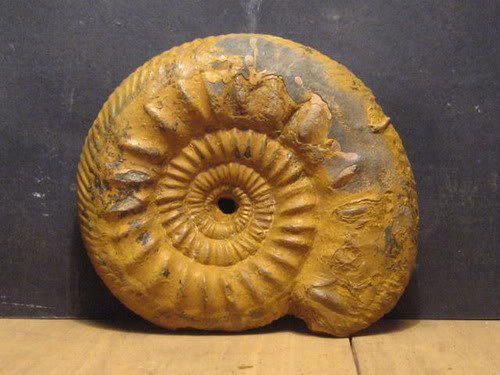 clasificacion ammonites VIII Clasificar1