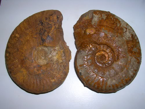 clasificacion ammonites VII Hecticoceras