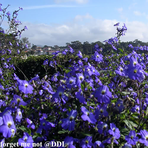 Lang Thang trên mạng tặng cô CN nè !!! hihi Forgetmenot