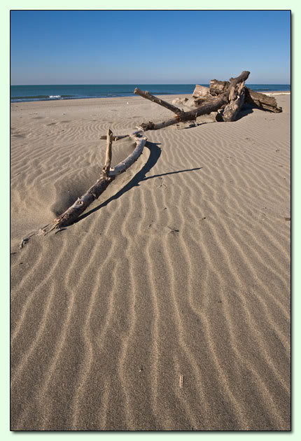 La spiaggia e dune di Castelporziano sul litorale romano A_log2_CPN209-D016