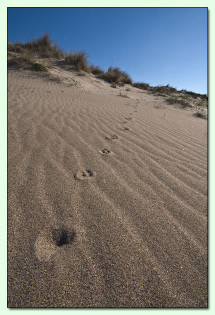 La spiaggia e dune di Castelporziano sul litorale romano D_tracce2_CPN209-D024