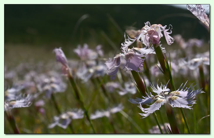 I prati alti della Maielletta P_Dianthus_monspessulanus_MJ2808-D0