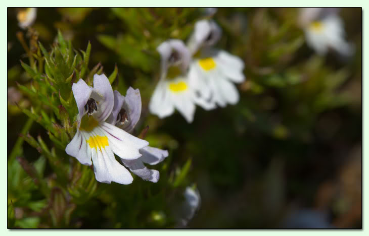 I prati alti della Maielletta Q_Euphrasia_sp_MJ8807_C004