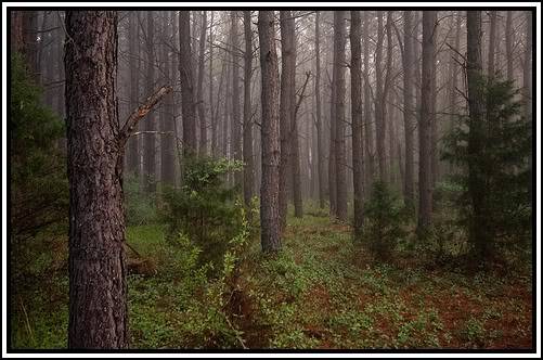 Naturalisatie Vijver; Ombouwing tot Wildlife Garden [Fase 2.] PineForest