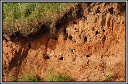 Naturalisatie Vijver; Ombouwing tot Wildlife Garden [Fase 2.] SandSlope