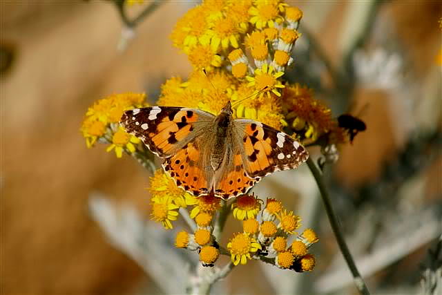 El susurro de las mariposas +++RECOMENDADO FEBRERO DE 2012+++ IMG_2203-1