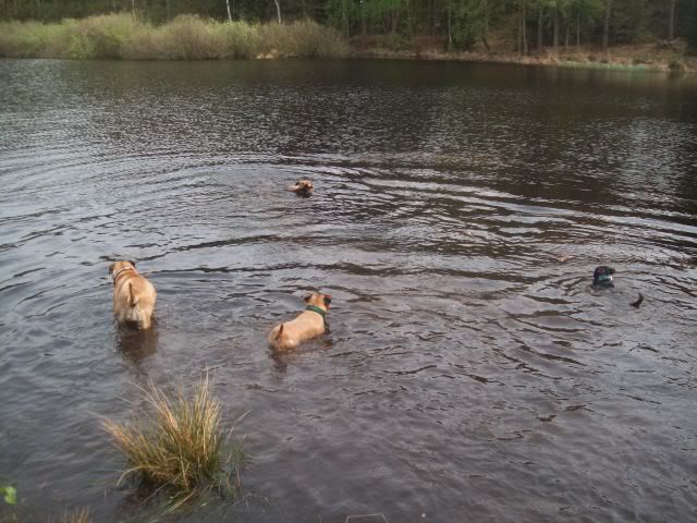 gezellig met nog 2 staffies aan de wandel/zwem 100_8650