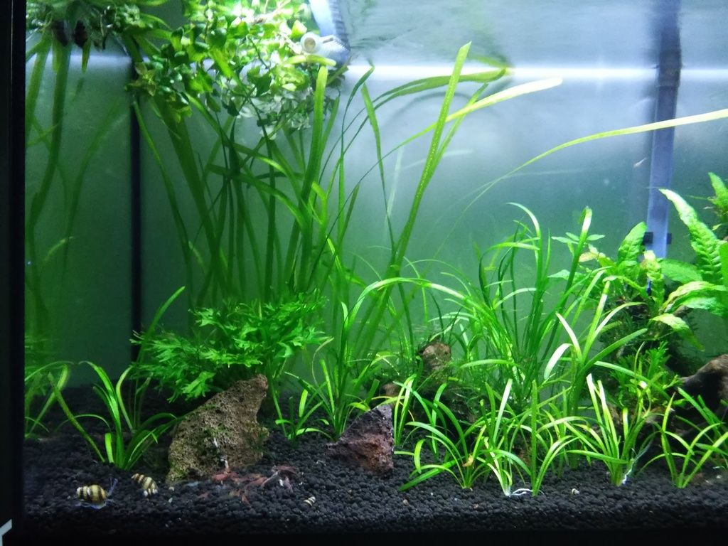 Wild Shrimp Aqua - Página 2 F2_zpsjhttgces