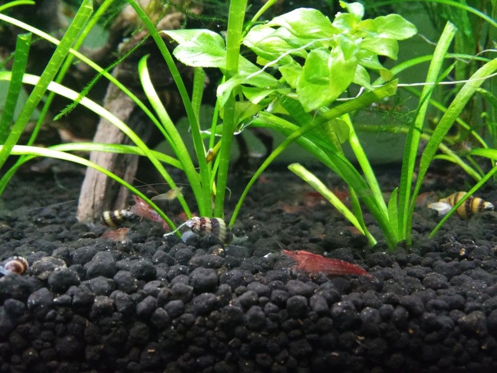 Wild Shrimp Aqua - Página 2 F9_zps74nek2lz