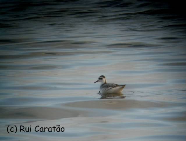 Gaivotas de Sabine e Polar,  e Falaropos de bico groso em Peniche P10002561