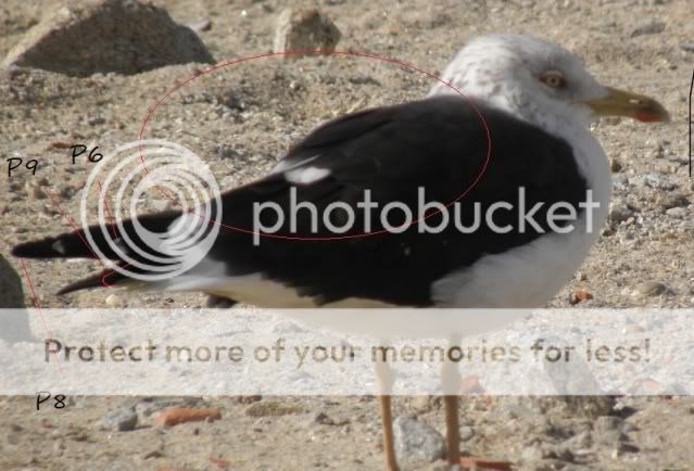 Larus fuscus fuscus (com pinta) - Página 2 P2088929_zpsb5c197a1