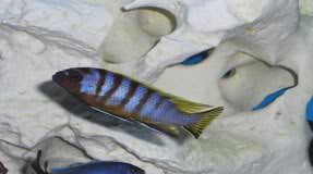 Mbuna Cichlid, USAfishbox.com