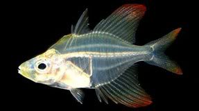 Glass  Fish