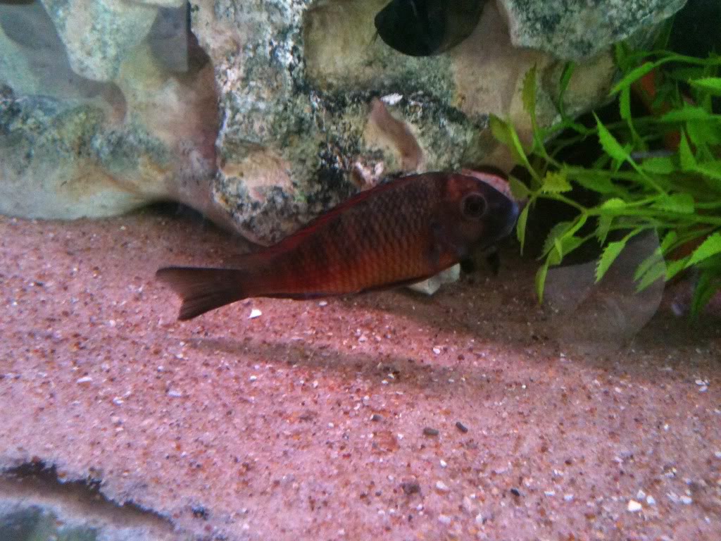 Some Pictures of the fish in my fish room. IMG_0848