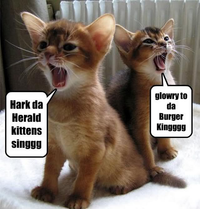 Funny Animals! HarkKittehsSing