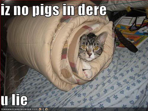 Funny Animals! Iznopigsinde128645915820553665