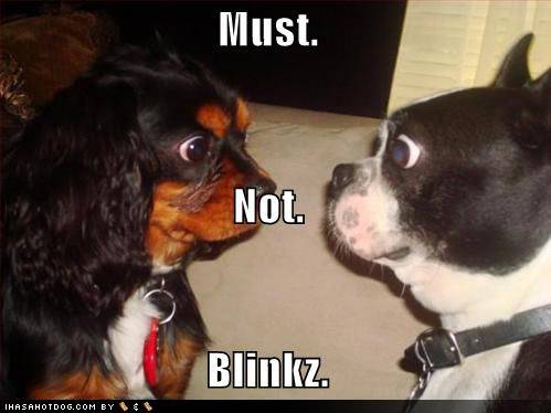 Funny Animals! Staring-contest