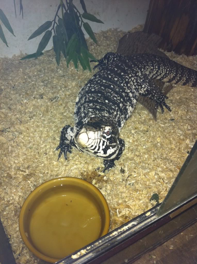 this is lector the black and white tegu IMG_0940