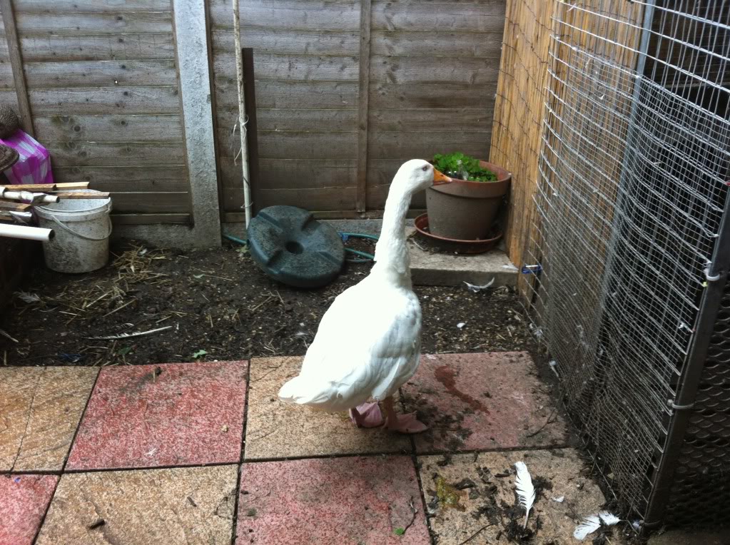 this is mufasa the goose Mufasa001