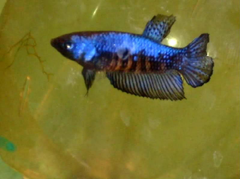 algunos bettas Bettahembraazul-1-1