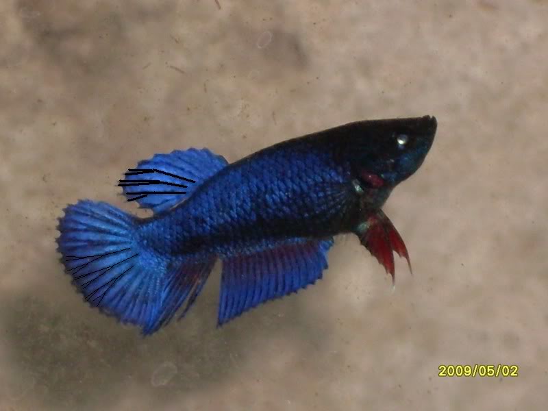 Identificar a las variedades de bettas por su cola Bettahembradelta2