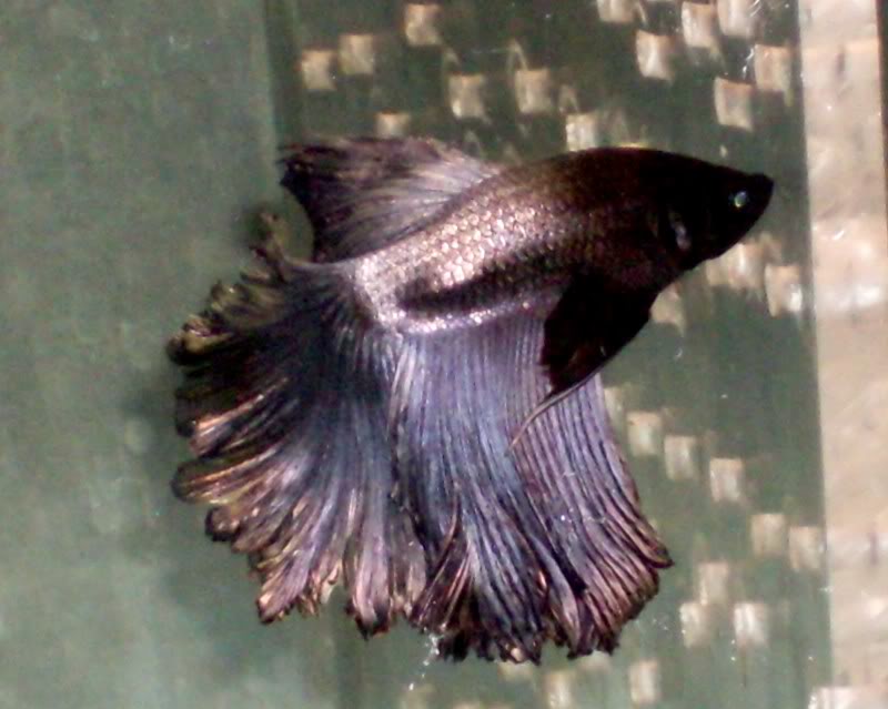 algunos bettas Collage11