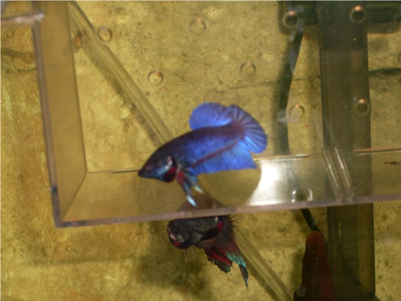 algunos bettas Plakatazul