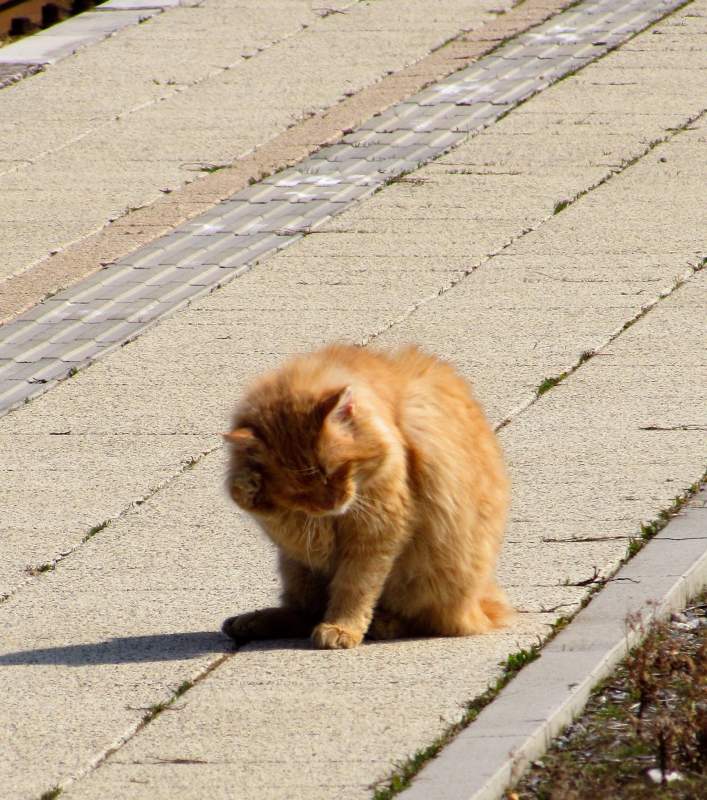 Malo uz prugu po Bjelovarsko-bilogorskoj i inim susjednim upanijama StajalisteCirkvena15