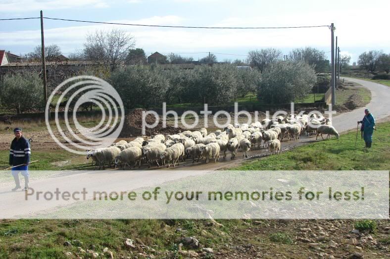 vedom od Zadra do Benkovca (Amo-tamo Way) ZadarBenkovac065