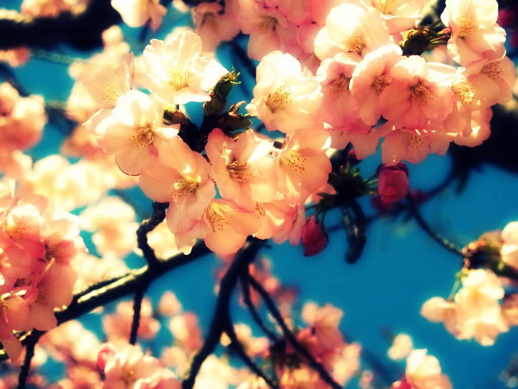 நான் ரசித்த அழகு காட்சிகள் சில! Blossoms