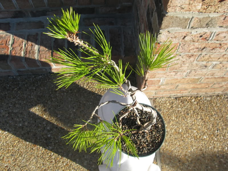 Black pine first attemp to style and need advice  IMG_0232-1